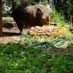 ร่วมอนุรักษ์แรด 'วันแรดโลก' จัดเต็มให้ แรดขาว ตะลุยบุฟเฟต์ผักผลไม้ ร่วมปลุกจิตสำนึกก่อนสูญพันธุ์