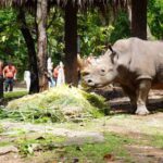 ร่วมอนุรักษ์แรด 'วันแรดโลก' จัดเต็มให้ แรดขาว ตะลุยบุฟเฟต์ผักผลไม้ ร่วมปลุกจิตสำนึกก่อนสูญพันธุ์