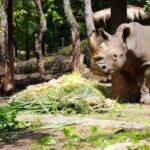 ร่วมอนุรักษ์แรด 'วันแรดโลก' จัดเต็มให้ แรดขาว ตะลุยบุฟเฟต์ผักผลไม้ ร่วมปลุกจิตสำนึกก่อนสูญพันธุ์