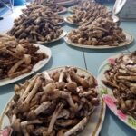 1ปีมีครั้งเดียว อร่อยที่สุด โผล่แล้วเห็ดโคนพรานกระต่าย ราคาดีกิโล 450 บาท ย้ำยังไม่แพงมาก 