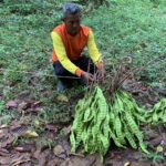 ตะลึง สะตออายุ 100 ปี 'ฝักดก เม็ดใหญ่ยาว' เพียงต้นเดียว สร้างเงิน 3 หมื่นบาทต่อปี