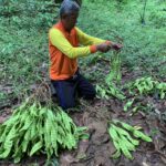 ตะลึง สะตออายุ 100 ปี 'ฝักดก เม็ดใหญ่ยาว' เพียงต้นเดียว สร้างเงิน 3 หมื่นบาทต่อปี