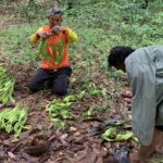 ตะลึง สะตออายุ 100 ปี 'ฝักดก เม็ดใหญ่ยาว' เพียงต้นเดียว สร้างเงิน 3 หมื่นบาทต่อปี