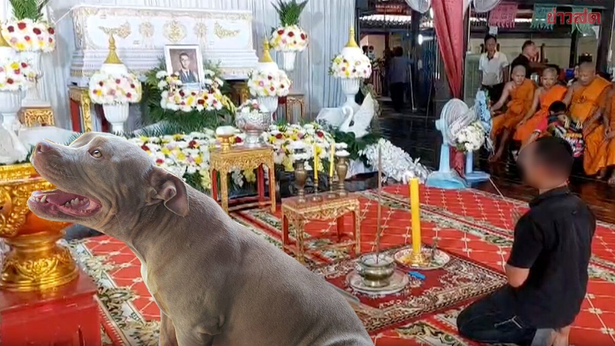 แม่เป็นลมกลางงานศพ เจ้าของอเมริกันบูลลี่วอนเข้าใจสูญเสีย ส่งหมาบ้านใหม่แล้ว