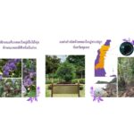 กรมป่าไม้ อนุรักษ์ “พลองใหญ่” ต้นไม้ทรงปลูกในสมเด็จพระพันปีหลวง