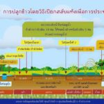 “ทำนาเปียกสลับแห้ง” ลดต้นทุน เพิ่มผลผลิต ได้คาร์บอนเครดิตเพิ่มรายได้