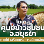 ปธ.ศูนย์ข้าวชุมชน จ.อยุธยา แนะวิธีป้องกัน “แมลงหวี่ขาวข้าว” ด้วยสารชีวภัณฑ์