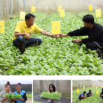 สวพส. หนุนชุมชนห้วยก้างปลา “ปลูกผักปลอดภัย รายได้งาม ตามพื้นที่ที่ดินจำกัด”