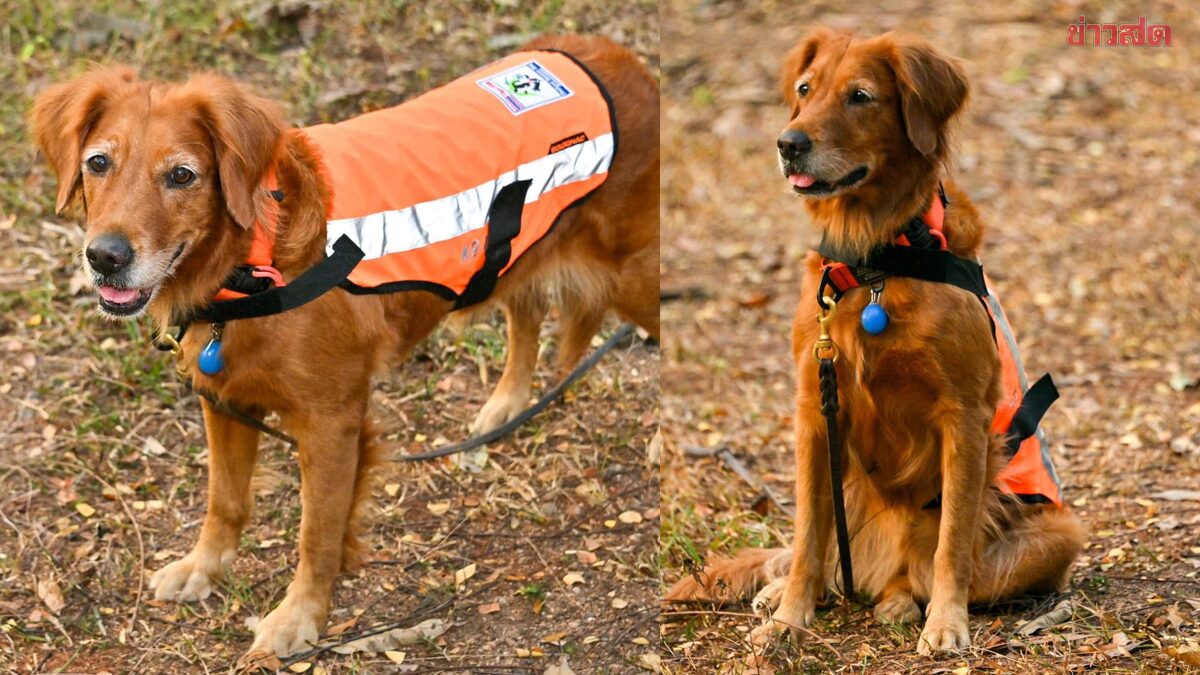 กลับดาวหมา "เซียร่า" สุนัข K9 ตายแล้ว ฮีโร่ 4 ขา เคยช่วยแผ่นดินไหว ในตุรกี