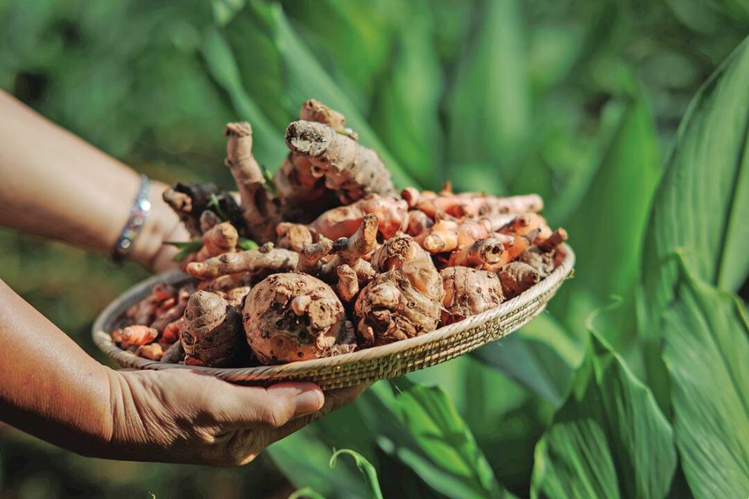 หลาก&หลาย - หนุนวิสาหกิจชุมชนบ้านเขานาในคูโบต้าต่อยอดจุดเด่นเชี่ยวชาญปลูกขมิ้นชัน