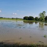 เขื่อนพิมาย เกินจุ ป้องท่วมพื้นที่เศรษฐกิจ-โบราณสถาน เร่งเปิดประตูระบายไหลล้นจมนาข้าว