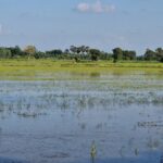 เขื่อนพิมาย เกินจุ ป้องท่วมพื้นที่เศรษฐกิจ-โบราณสถาน เร่งเปิดประตูระบายไหลล้นจมนาข้าว