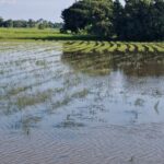 เขื่อนพิมาย เกินจุ ป้องท่วมพื้นที่เศรษฐกิจ-โบราณสถาน เร่งเปิดประตูระบายไหลล้นจมนาข้าว