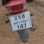 ฮือฮาวันหวยออก เต่ายักษ์ กระดองเด่นชัดคล้าย "พระสมเด็จ" แห่ส่องเลขเด็ดเห็นชัด