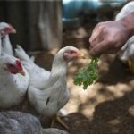 องค์กรพิทักษ์สัตว์แห่งโลก จัดงาน 'Farm Champion Market-ไก่งามเพราะคน'