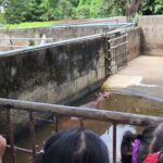 ทะลักสวนสัตว์ หอบลูกจูงหลาน แห่ให้กำลังใจ ลูกฮิปโป หลังถูกบูลลี่ เตรียมตั้งชื่อน้อง