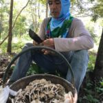 ชาวครบุรี หอบเห็ดโคนออกจากป่า ปรุงเมนูเด็ดกิน เก็บได้มากสร้างรายได้ดี 2 พันต่อวัน 