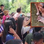 ทะลักสวนสัตว์ หอบลูกจูงหลาน แห่ให้กำลังใจ ลูกฮิปโป หลังถูกบูลลี่ เตรียมตั้งชื่อน้อง