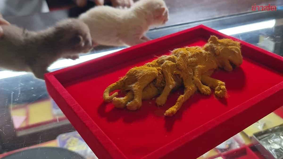เจ้าของร้านพระเครื่อง เลี้ยงแมวจร ออกลูกไม่เหมือนตัวอื่น บอก เลขเด็ด งวดนี้
