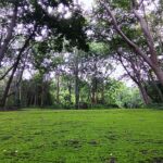 ชวนเดินพรมเขียว ฟูจิครบุรี ปลายฝนต้นหนาว นักท่องเที่ยวสายป่า ไม่ควรพลาด