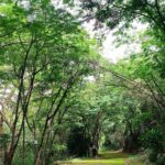 ชวนเดินพรมเขียว ฟูจิครบุรี ปลายฝนต้นหนาว นักท่องเที่ยวสายป่า ไม่ควรพลาด