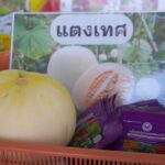 แตงเทศ ลูกผสม แตงไทย-แคนตาลูป ตรงใจคนรักสุขภาพ รสชาติอร่อยถูกปากคนไทย