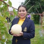 แตงเทศ ลูกผสม แตงไทย-แคนตาลูป ตรงใจคนรักสุขภาพ รสชาติอร่อยถูกปากคนไทย