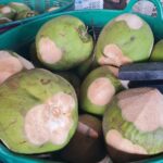มะพร้าวน้ำหอม ราคาตกฮวบ เหลือ 10 บาท เหตุจีนหยุดนำเข้า ผลผลิตออกล้นตลาด 