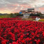 วังน้ำเขียว เตรียมเปิดฤดูการท่องเที่ยว ต้อนรับลมหนาว ด้วยสีสันดอกไม้ วิวเทือกเขาใหญ่