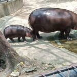 หมูเด้งฟีเวอร์ ร้านอาหารตามสั่ง รับอานิสงส์แรง สร้างรายได้ชาวบ้าน กระตุ้นเศรษฐกิจชุมชน