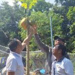 แปลก1เดียวในโลก ชาวบ้านท่าวังทอง พบผลมะละกอ สองเพศในลูกเดียว เชื่อไม่มีใครเคยเห็น