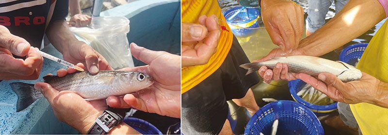  ข่าวสดหลากหลาย - ชู‘ปลากระบอกดำ’ราคาดี สัตว์น้ำเศรษฐกิจทางเลือกใหม่