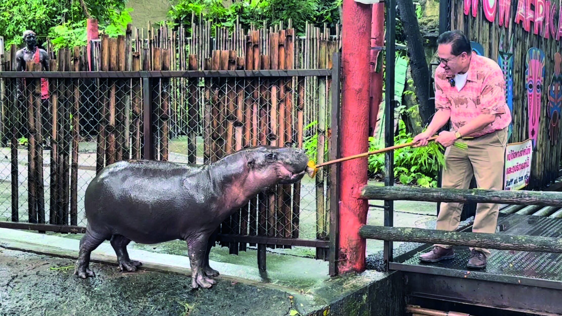 เพื่อนตัวเล็ก - ‘กาลิ’เชียงใหม่ฉลองวันแรดโลก ชวนชม‘แก่นคูน’พี่สาวหมูด้วง