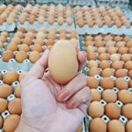 ไข่ไก่ สุดยอดอาหาร ผู้ที่มีสุขภาพดีกินไข่ได้ทุกวัน กินได้ทุกวัย