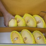รู้เท่าทันส่งออกผลไม้ไทยอย่างไรไม่ให้ถูกตีกลับ