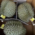 รู้เท่าทันส่งออกผลไม้ไทยอย่างไรไม่ให้ถูกตีกลับ