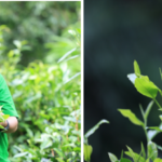 ต้นแบบคลังอาหาร ซุปเปอร์มาร์เก็ตหลังบ้าน Food bank ในชุมชนปางมะโอ