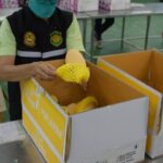 รู้เท่าทันส่งออกผลไม้ไทยอย่างไรไม่ให้ถูกตีกลับ