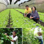 "สวพส. หนุนชุมชนบ้านปางมะกล้วย” เข้าร่วมโครงการคาร์บอนเครดิต