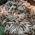 ชาวครบุรี หอบเห็ดโคนออกจากป่า ปรุงเมนูเด็ดกิน เก็บได้มากสร้างรายได้ดี 2 พันต่อวัน 