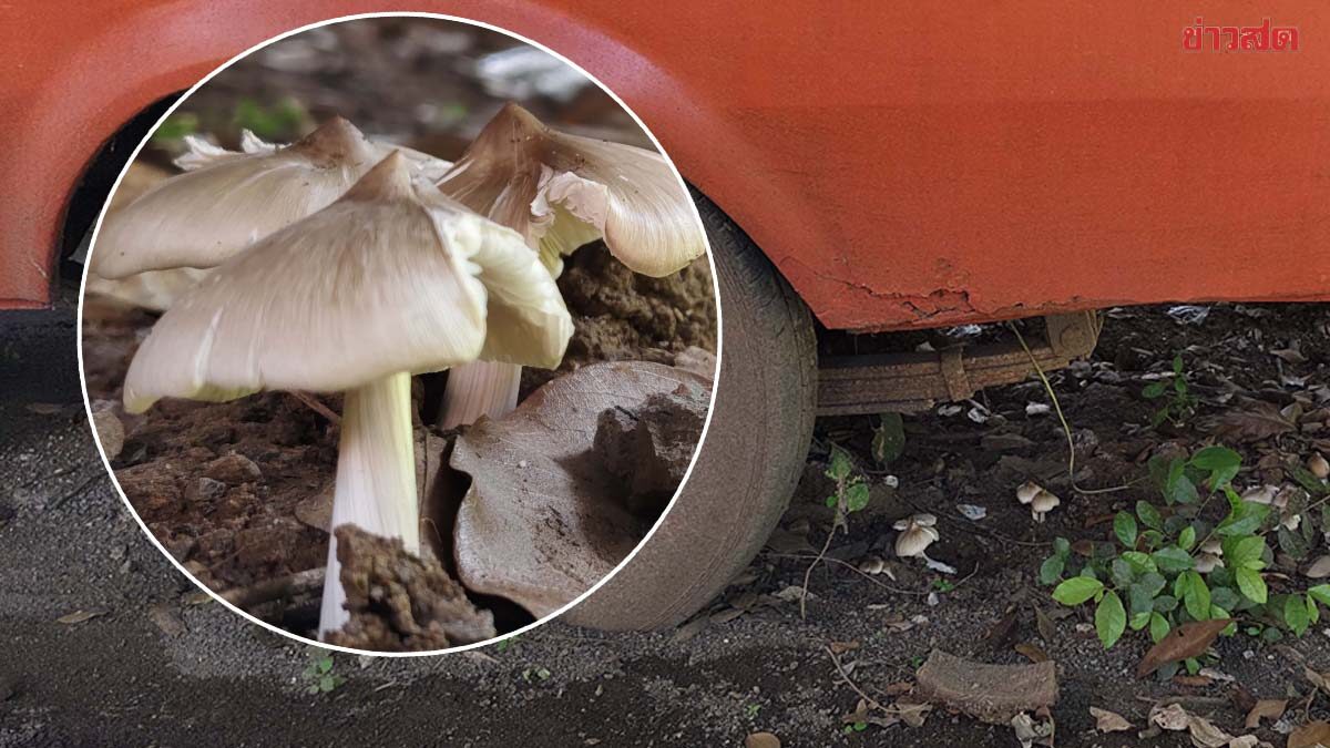 .ส่องเลข เห็ดโคน งอกใต้รถตู้เก่าวัดโคราช คอหวยไม่พลาด นับจำนวน-เลขทะเบียนเสี่ยงโชค.