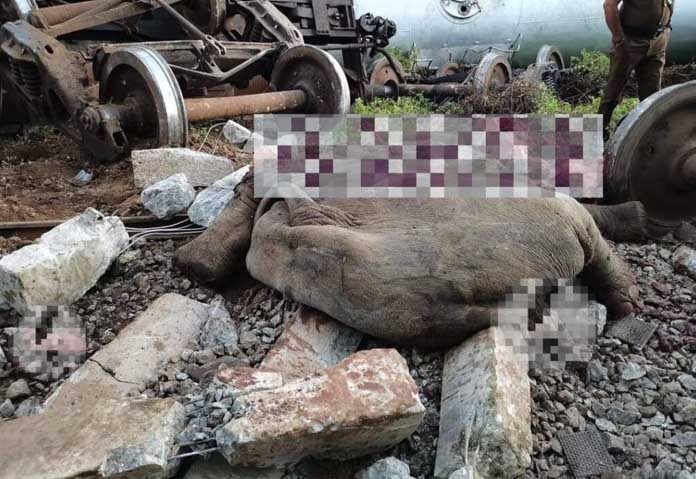 รถไฟบรรทุกน้ำมัน “ตกรางพลิกคว่ำ” หลังชนช้างป่า 2 ตัว-ตายอนาถในศรีลังกา