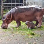 ทะลักสวนสัตว์ หอบลูกจูงหลาน แห่ให้กำลังใจ ลูกฮิปโป หลังถูกบูลลี่ เตรียมตั้งชื่อน้อง