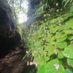 ทุ่งแสลงหลวง เตรียมเปิดทุ่งโนนสน นักท่องเที่ยว กางเต็นท์ สัมผัสธรรมชาติ ต้นตุลาคม 