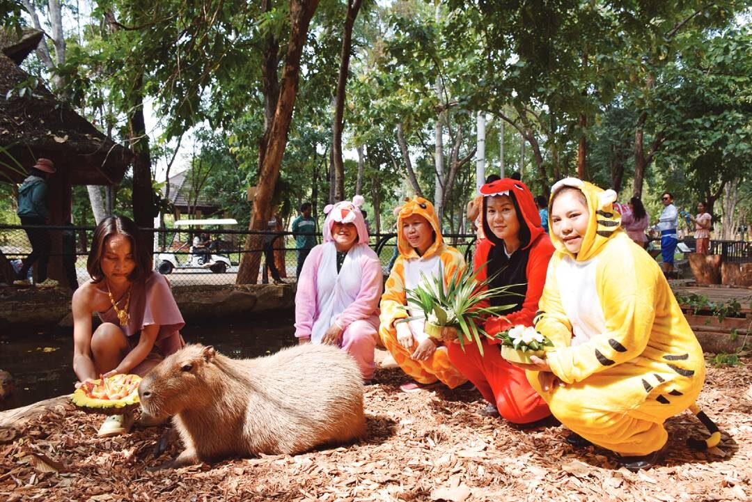 เพื่อนตัวเล็ก - หนูยักษ์สวนสัตว์โคราช อิ่มอร่อยกระทงผลไม้