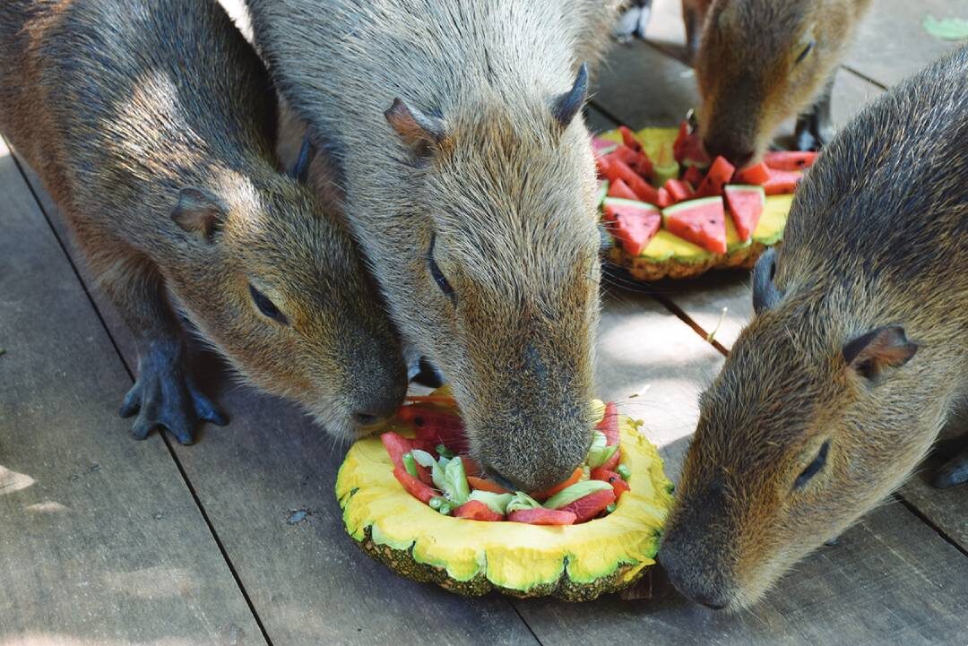 เพื่อนตัวเล็ก - หนูยักษ์สวนสัตว์โคราช อิ่มอร่อยกระทงผลไม้