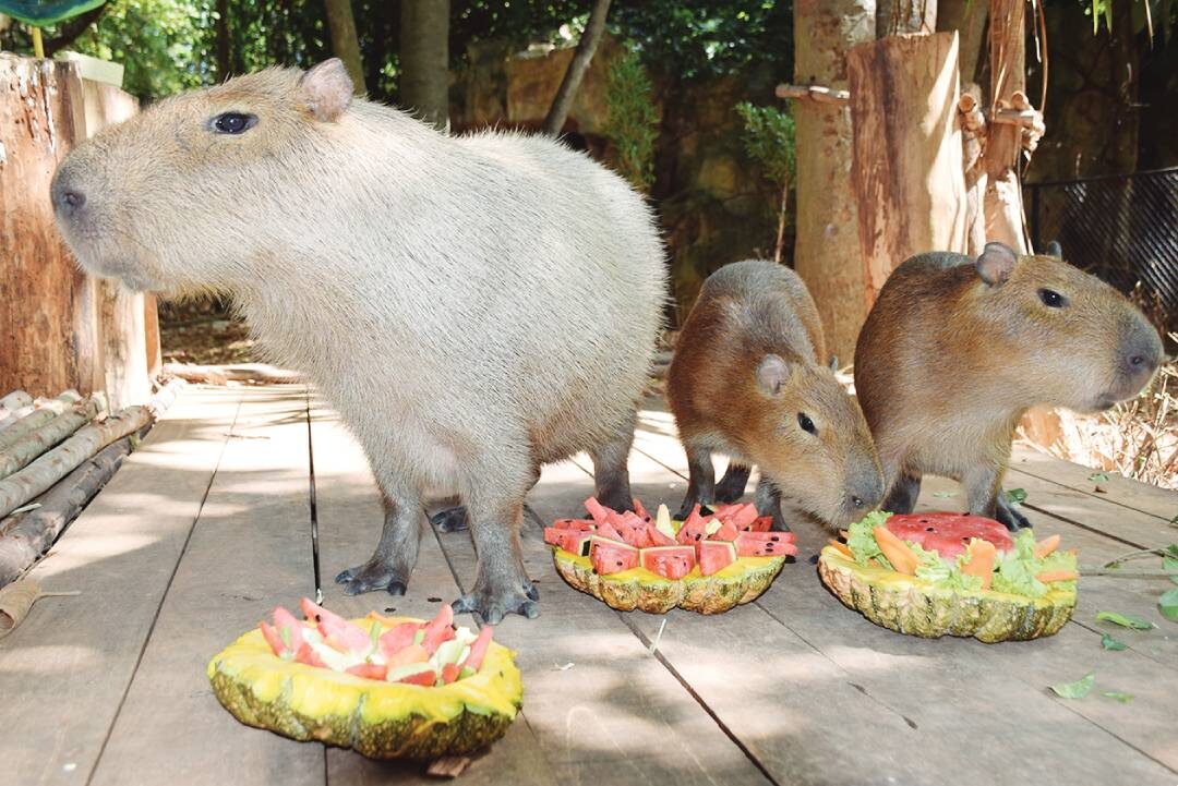 เพื่อนตัวเล็ก - หนูยักษ์สวนสัตว์โคราช อิ่มอร่อยกระทงผลไม้