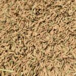 ชาวนา วอนรัฐดันราคาซื้อข้าวเปลือกหอมมะลิ กก.15บาท เร่งจ่ายช่วยค่าเก็บเกี่ยวไร่ละ 1,000 บ.