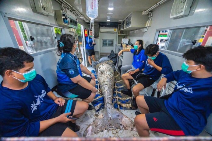 Villagers find beheaded dugong in Phuket, sparking marine safety concerns | News by Thaiger