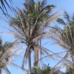 ชาวสวน เดือดร้อนหนัก หนอนหัวดำ ระบาดบุกโจมตีมะพร้าว 4 อำเภอ เสียหายยับเยิน